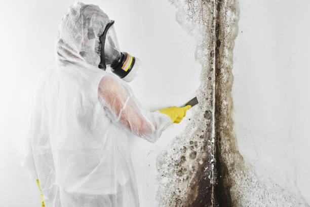 Why You Should Choose Our Mold Remediation Services in Latrobe, PA